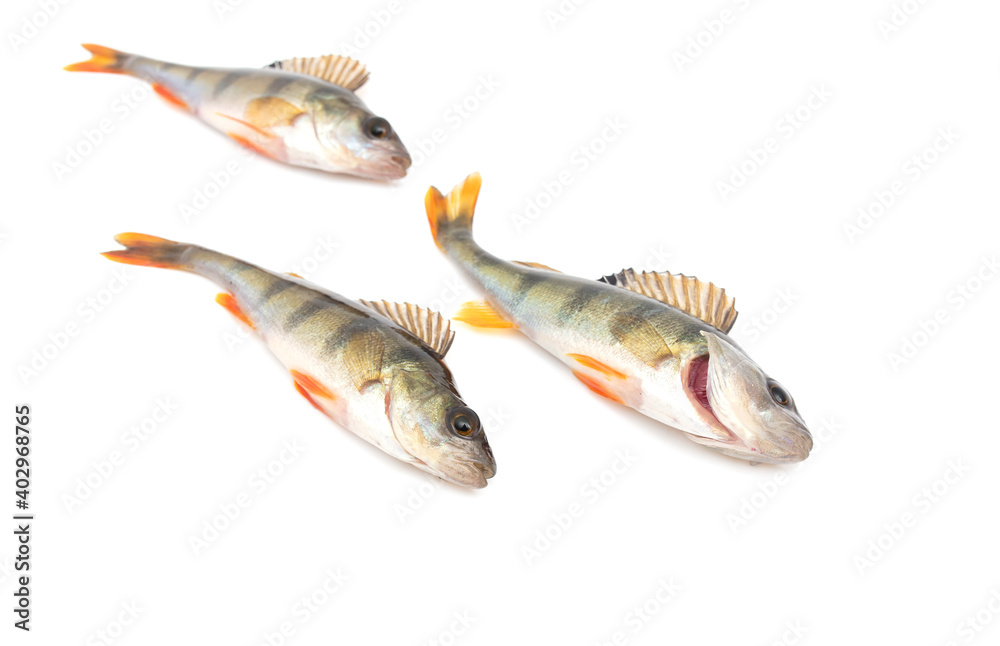 Three fish perch isolated on white