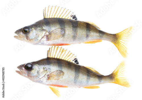 Two fish perch isolated on a white