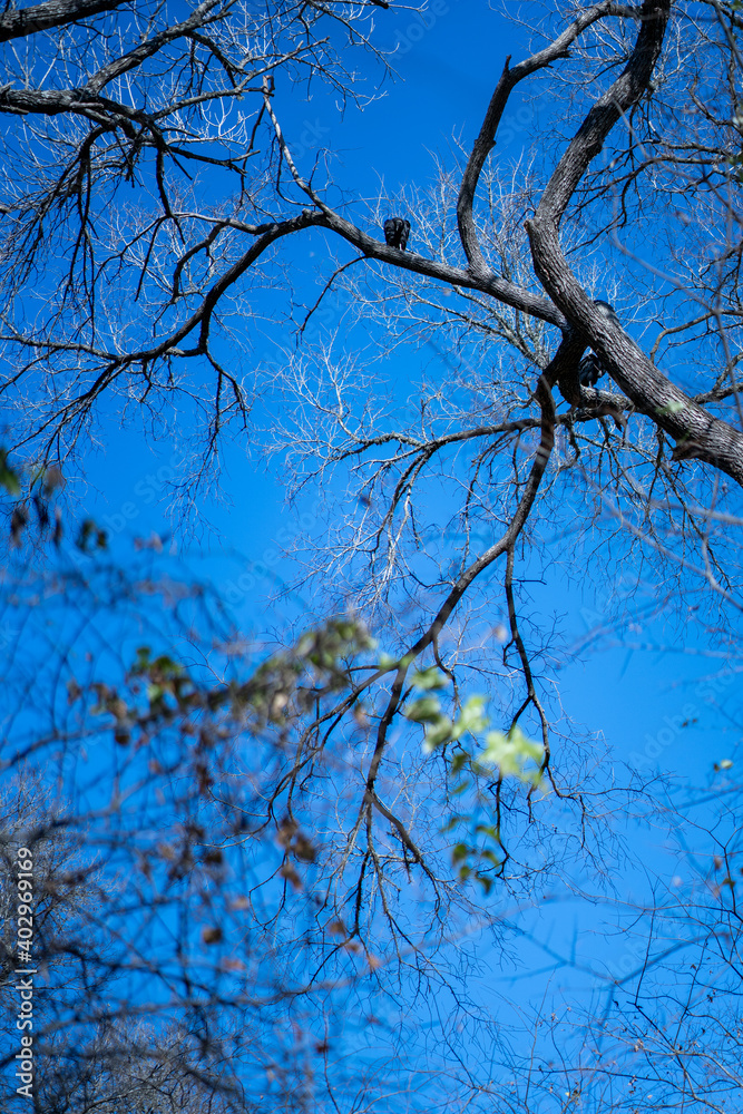 Obraz premium Vultures on the branch of an oak tree in a thickly forested area in the Austin, Texas Hill Country.
