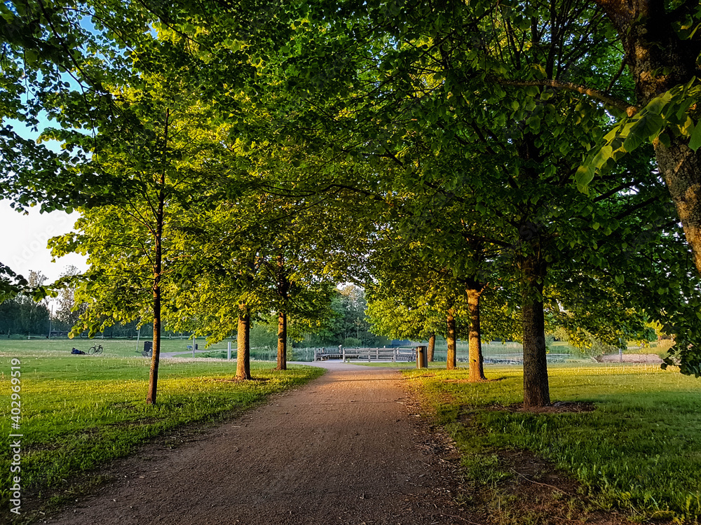 Fototapeta premium Tree framed road in a park on a sunny summer night.
