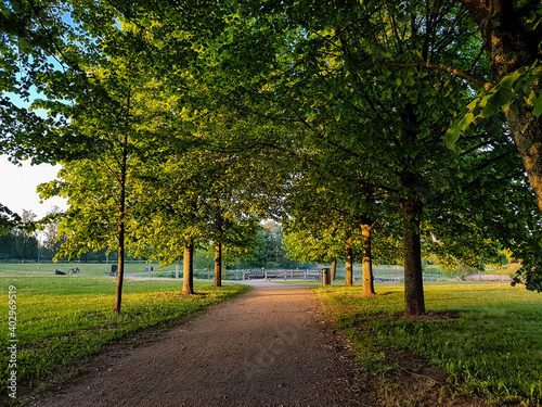 Tree framed road in a park on a sunny summer night.