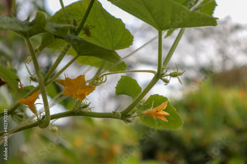 macro photo leaves and flower cucumbar on a tree photo