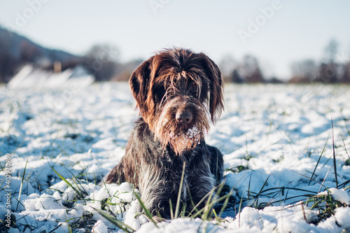 Fotografie, Tablou Bohemian Wire-haired Pointing Griffon lies in a snowy landscape above a vole hole and waits for it to appear