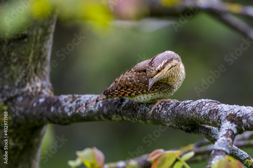 Wendehals (Jynx torquilla) photo