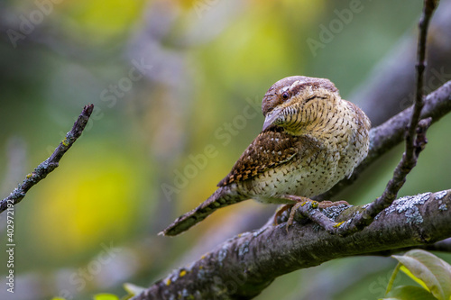 Wendehals (Jynx torquilla) photo