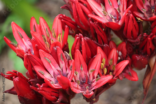 Red flowers on a Doryanthes palmeri plant or giant spear lily photo