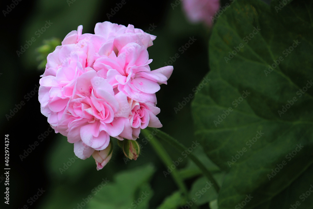 A pink Bedding geranium flower growing in the garden. Pelargonium × hortorum A pink Bedding geranium flower growing in the garden. Pelargonium × hortorum
