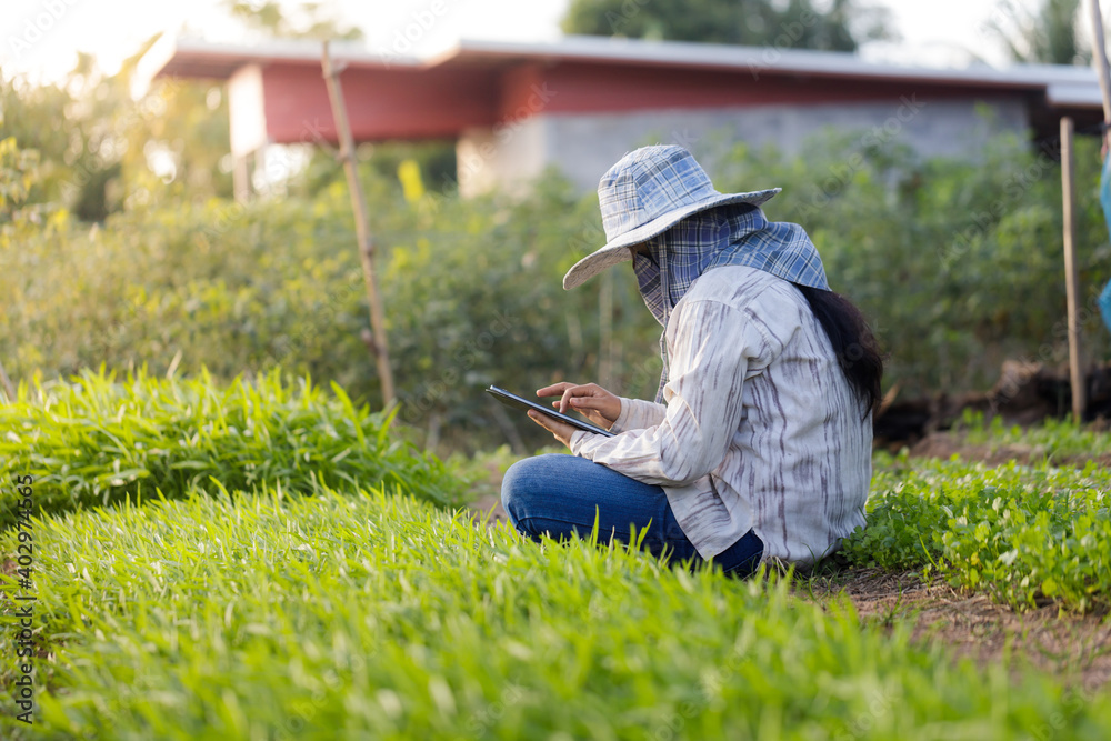 Thai farmer using a tablet computer in the morning glory vegetable farm, for the organic and smart farming concept, select focus shallow depth of field Thai farmer using a tablet computer in the morning glory vegetable farm, for the organic and smart farming concept, select focus shallow depth of field