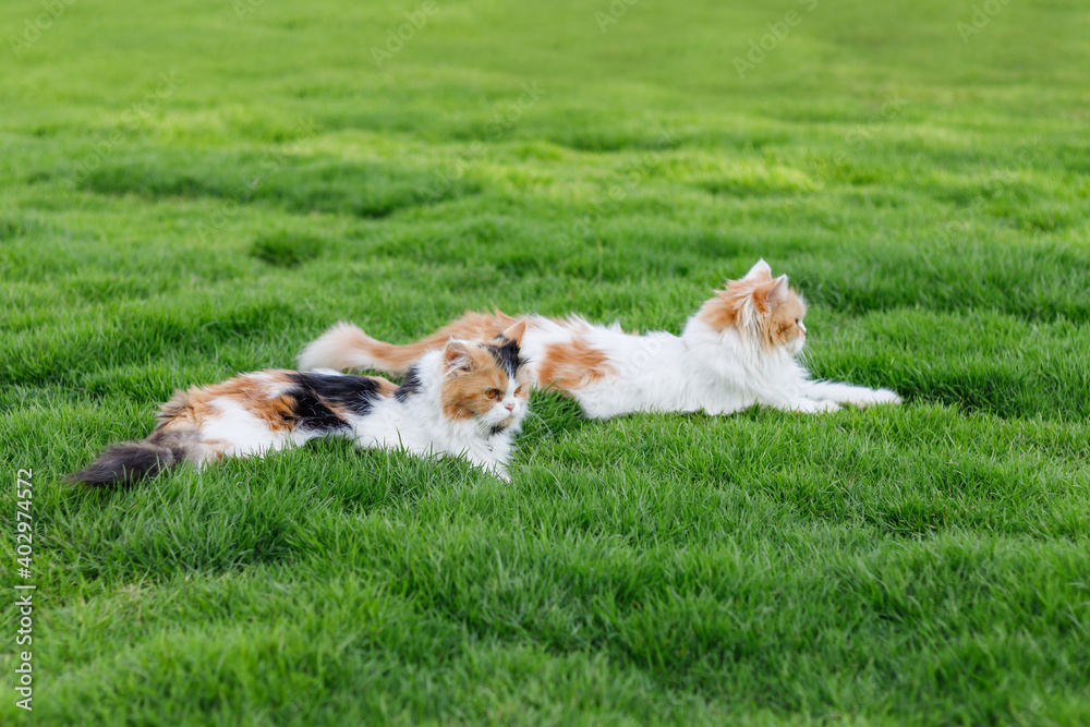 The cute Persian cat is sitting on a green grass field, , selective focus shallow depth of field The cute Persian cat is sitting on a green grass field, , selective focus shallow depth of field