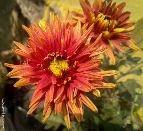 orange dahlia flower blooming in branch of green leaves plant growing in garden  natural daylight background  nature photography