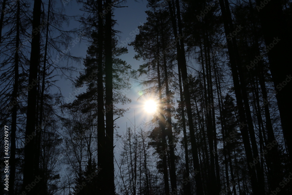Fototapeta premium pine forest in winter on a sunny day