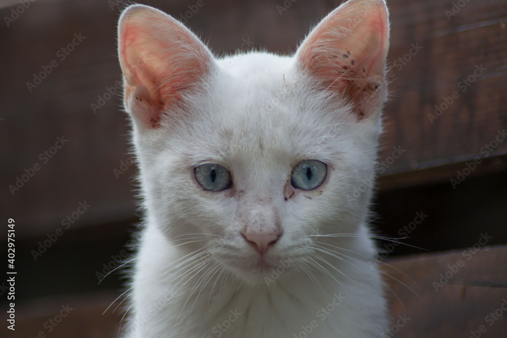 Beautiful close-up portrait of stray cat outdoors, homeless animal, cute street kitty, white cat with beautiful blue eyes