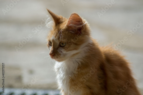 Beautiful close-up portrait of stray cat outdoors, homeless animal, cute street kitty, orange stripped cat with beautiful yellow eyes