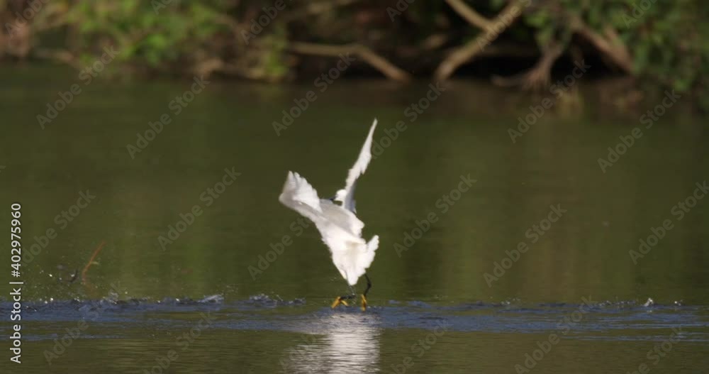 The little egret is hunting on the Drava River The little egret is hunting on the Drava River
