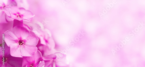 Blooming pink flowers of phlox on blurred background