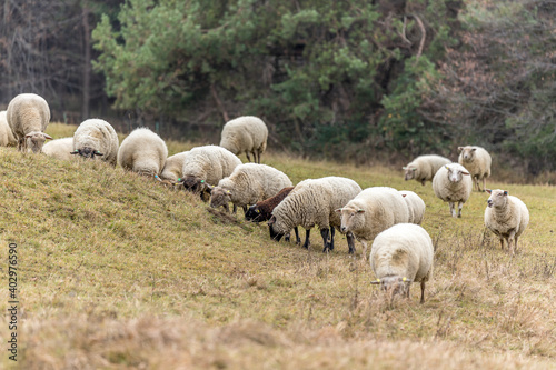 Sheep grazing in the open during a winter afternoon.