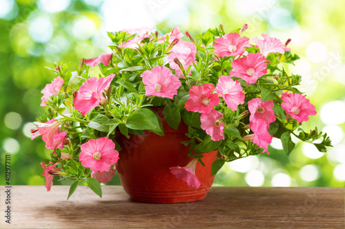 Fototapeta Naklejka Na Ścianę i Meble -  petunias flower in a pot on a green background