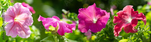colorful petunia flowers in a garden
