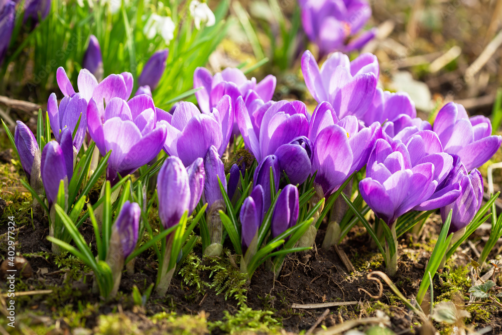 Spring flowers. Bunch of crocus flowers in a garden Spring flowers. Bunch of crocus flowers in a garden
