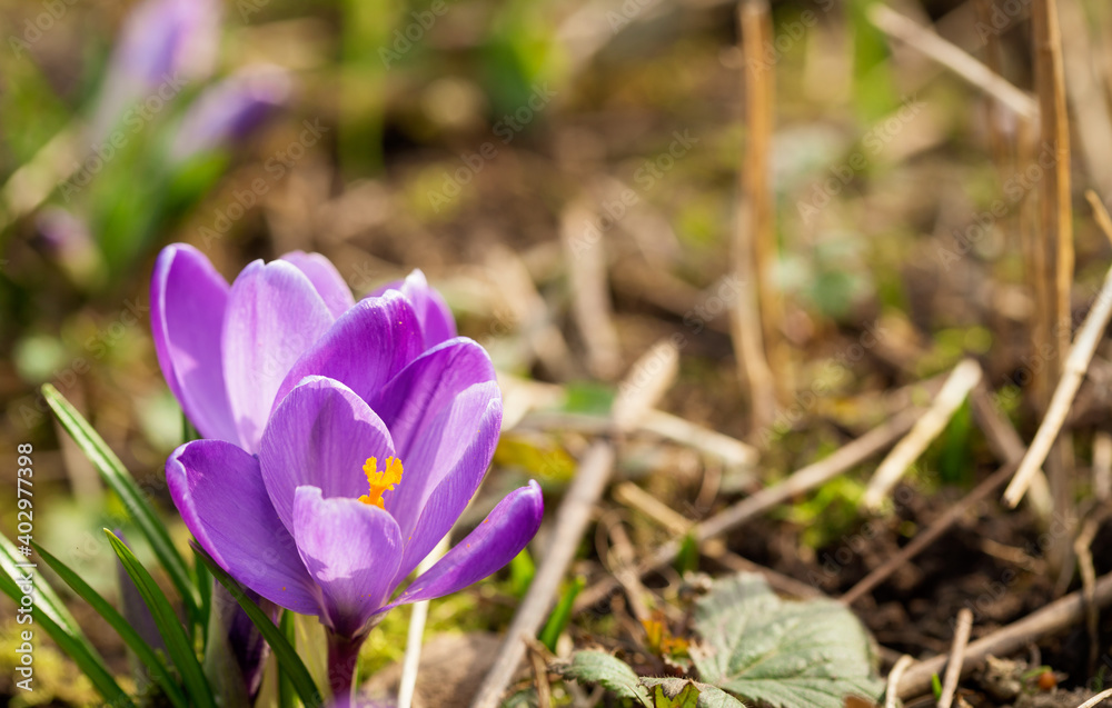 Spring flowers. Crocus flowers in a garden Spring flowers. Crocus flowers in a garden
