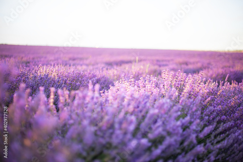 Beautiful purple field with lavender flowers