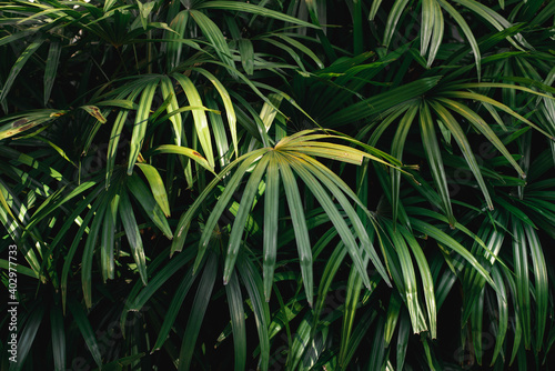 Tropical palm leaves tree leaf pattern background  green background.