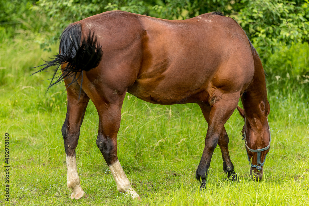 Brown horse with a white spot on his head grazing in nature on fresh grass on a sunny day. Brown horse with a white spot on his head grazing in nature on fresh grass on a sunny day.