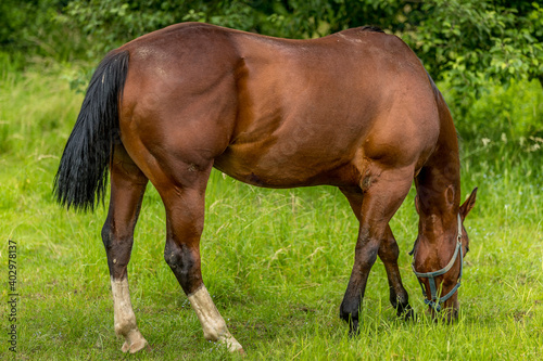 Brown horse with a white spot on his head grazing in nature on fresh grass on a sunny day.