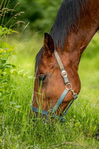Brown horse with a white spot on his head grazing in nature on fresh grass on a sunny day. © Lukas
