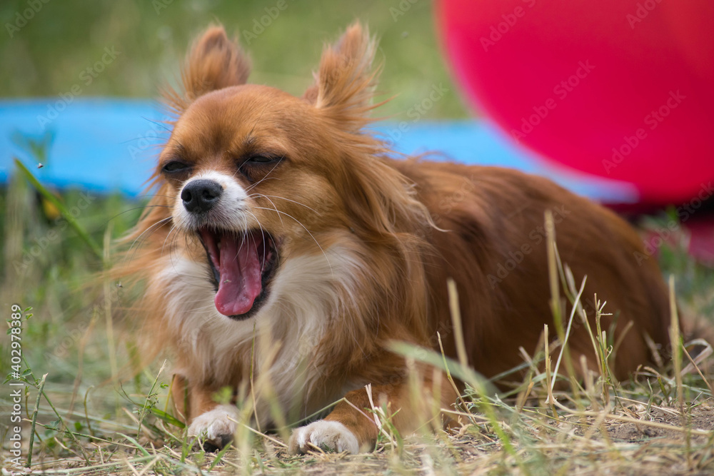 Chihuahua redhead. Birthday. The dog is lying. The dog yawns. Colored balloons. Little dog. Puppy. Birthday of the dog.