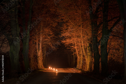 A deserted path between dense trees on the sides at night illuminated by lights to the center.