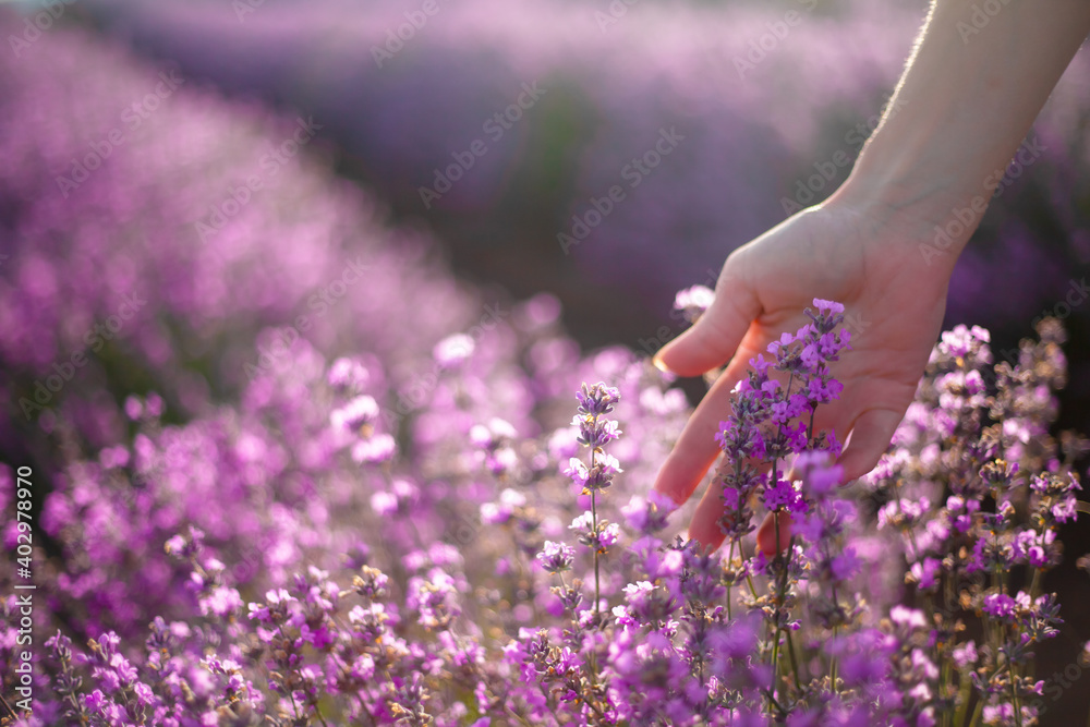 Fototapeta Zbliżenie: kobieta habds dotyka kwiatów kwiatów lawendy w fioletowym polu. Kobieta spacerująca o wschodzie słońca wdychająca zapach prowansalskich ziół