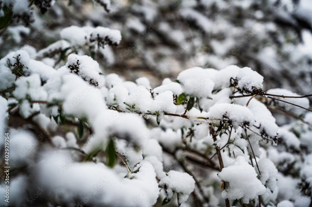 A shot of tree branches covered with snow