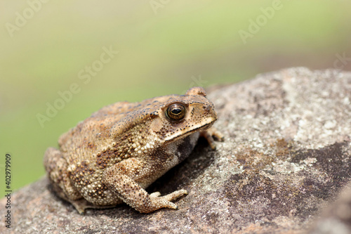 Asian Common Toad, Duttaphrynus melanostictus, Pune, Maharashtra, India