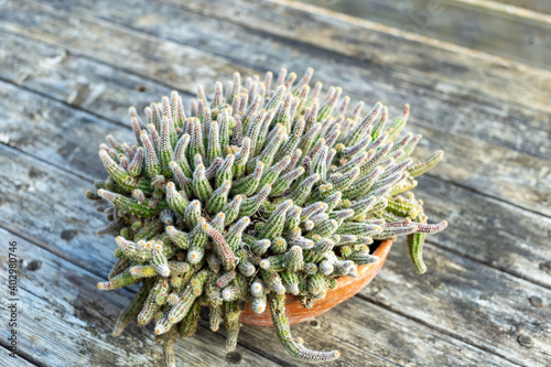 Succulent in a pot