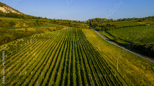 Fototapeta Naklejka Na Ścianę i Meble -  Aerial view of vineyards located in South Moravia captured during a sunny late afternoon.
