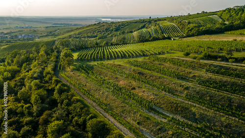 Aerial view of vineyards located in South Moravia captured during a sunny late afternoon.