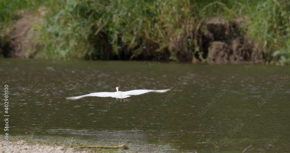 The little egret is hunting on the Drava River The little egret is hunting on the Drava River