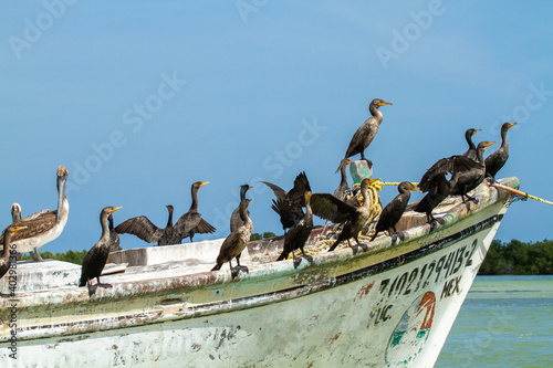 cormorat Yucatán peninsula in southeastern mexico Mayan landscapes and archeology photo