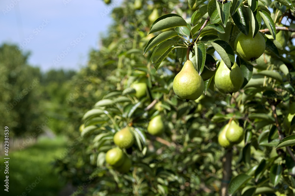 Green pears on a tree