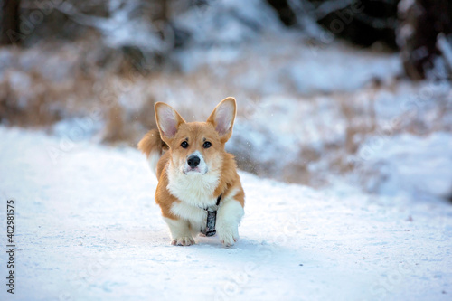 Cute corgi dog walking in a winter park