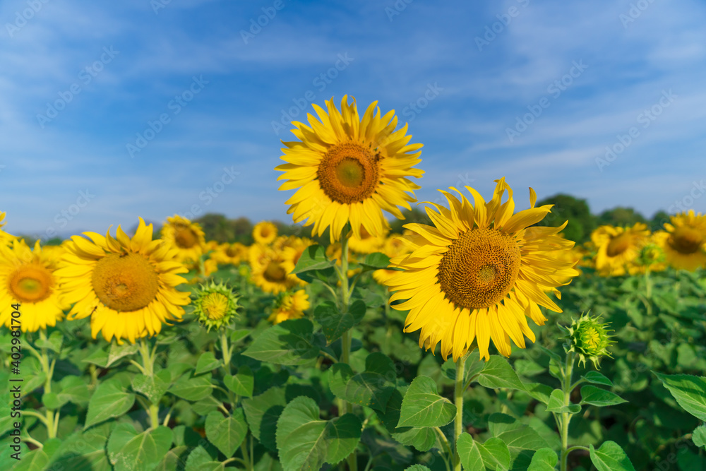 Blooming sunflowers on natural background Blooming sunflowers on natural background