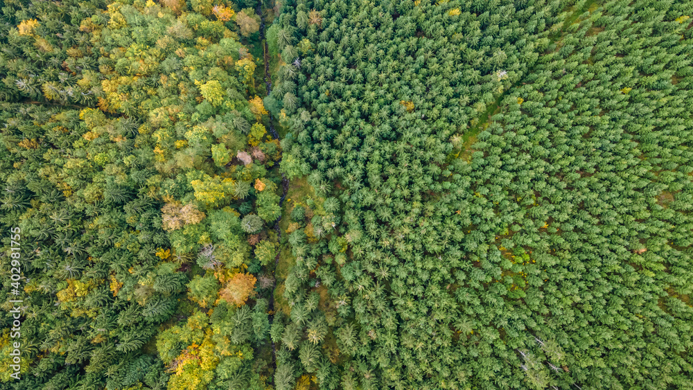 Aerial view of the tops of yellow-orange colored leaves of a tree during low sunset.