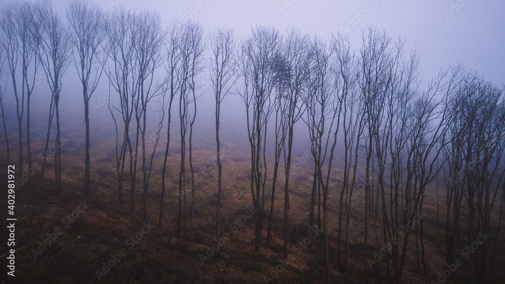 Aerial view of treetops lying in a row during white fog in the background.