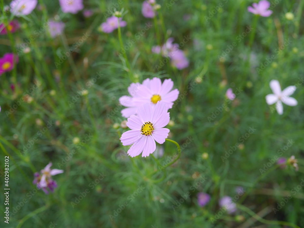 Close-up of flowers and colorful flower fields. In the daytime Close-up of flowers and colorful flower fields. In the daytime