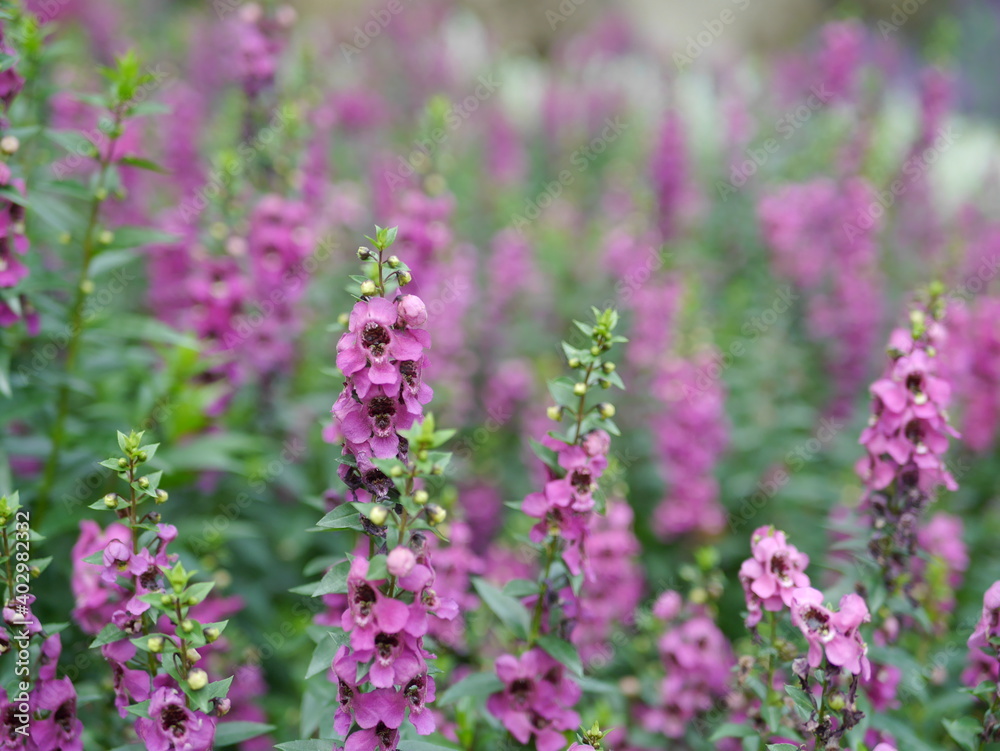 Close-up of flowers and colorful flower fields. In the daytime Close-up of flowers and colorful flower fields. In the daytime