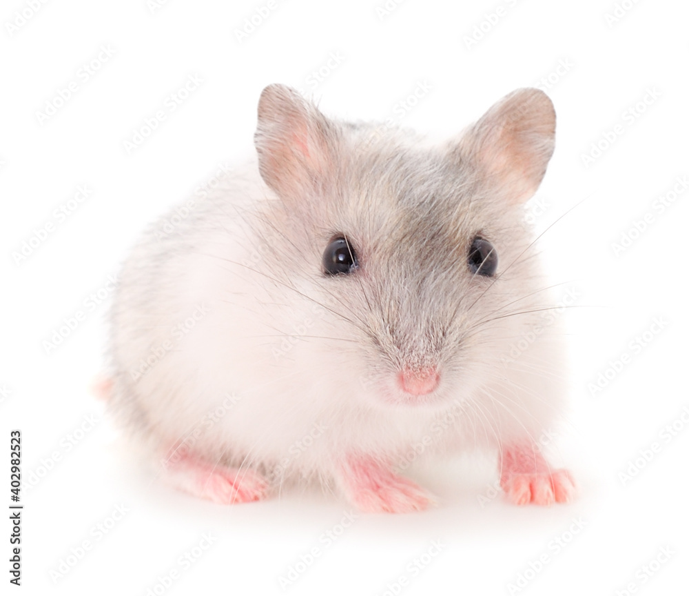 Dwarf gray hamster.