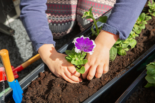 Children's hands plant a purple petunia flower in the ground. Planting balcony flowers. 