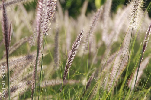 lavender field in the wind © Junjira