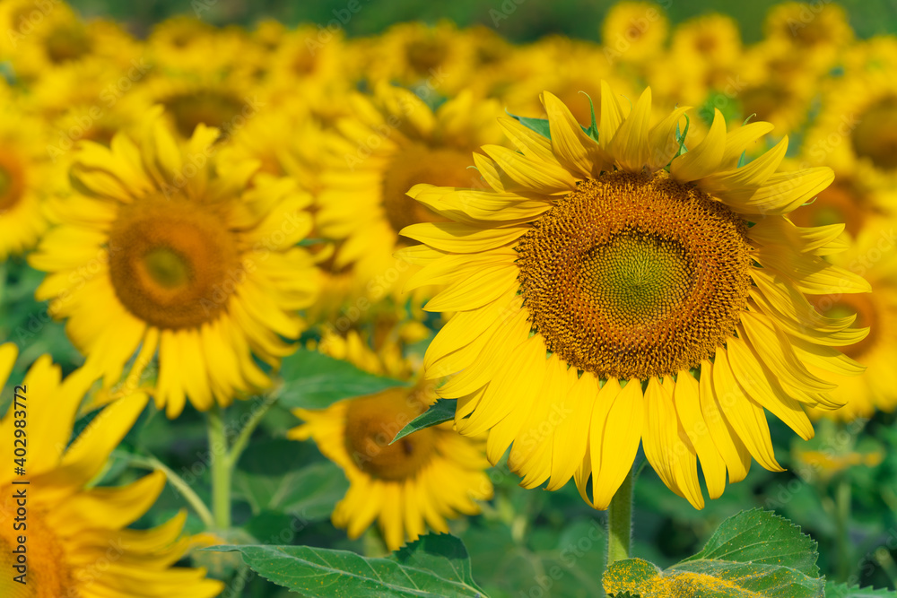 Blooming sunflowers natural background